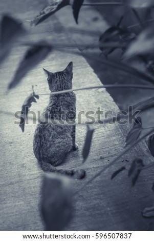 Similar – Image, Stock Photo Tiger climbs into the water