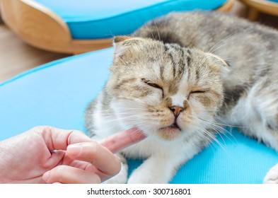 Feeling Happy Cat When Scratch Chin