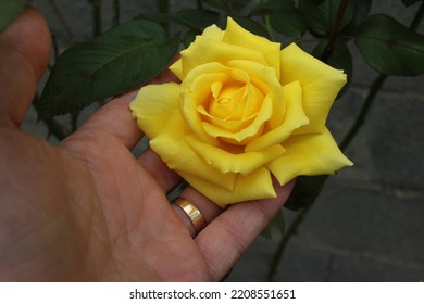 Feeling The Pleasure Of Holding A Yellow Rose In My Left Hand