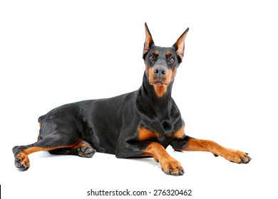 Feeling proud. Doberman pinscher lying with important look on isolated white background.
