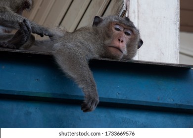 Feeling relax of monkey man.