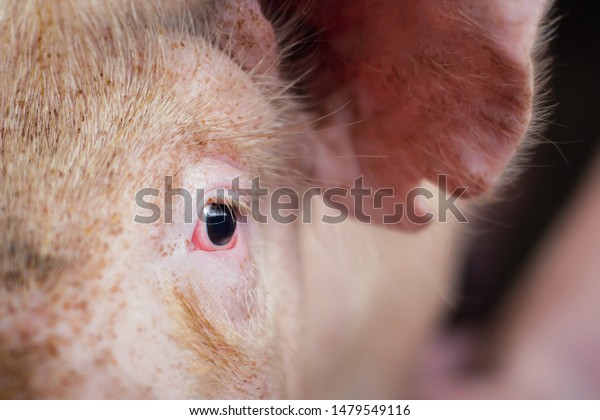 Feelings\
young pigs on farms pig. Pigs portrait\
indoor.