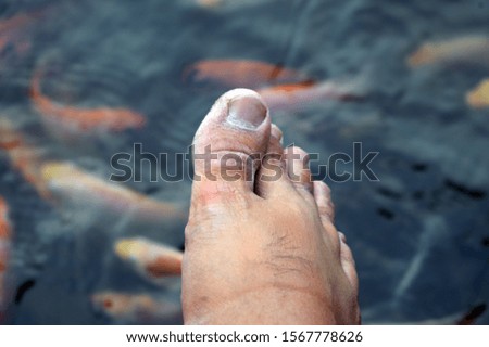 feet above the fish pond