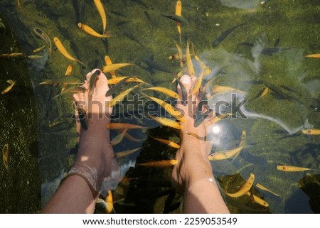 Feet being cleaned by orange fish in the pond on the day light. Fish Spa pedicure - orange Rufa Garra or doctor fish, pedicure treatment.