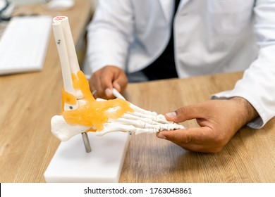 Feet Bones Model At Doctor`s Table. Educational Medical Artificial Foot Model. Detailed Bones Of The Foot.