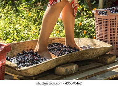 Feet To Crush Grapes,old-fashioned Grape Crush,gathered The Grapes, And Make Wine