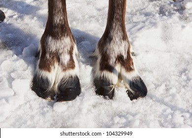 Feet Of The Deer On White Snow Background