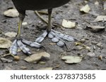 Feet of Eurasian coot (Fulica atra).Their large feet prevent them from sinking. Since coots spend a lot of time in the water, they also have swimming flaps between their toes.

