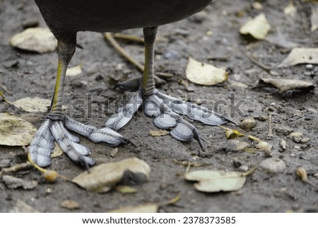 Feet of Eurasian coot (Fulica atra).Their large feet prevent them from sinking. Since coots spend a lot of time in the water, they also have swimming flaps between their toes.

 Foto stock © 