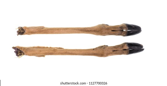 Feet With Hooves, Antelope, Deer Isolated On White Background