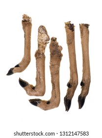 Feet With Hooves, Antelope, Deer Isolated On White Background 