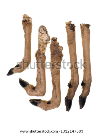 feet with hooves, antelope, deer isolated on white background 