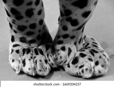 Feet of Jaguar is a feline in the Panthera genus only extant Panthera species native to the Americas. Jaguar is the third-largest feline after the tiger & lion & largest in the Americas