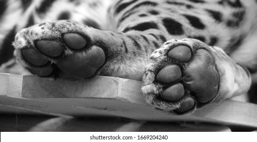 Feet of Jaguar is a feline in the Panthera genus only extant Panthera species native to the Americas. Jaguar is the third-largest feline after the tiger & lion & largest in the Americas