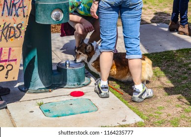 Feet And Legs Of Protesters Against Guns Standing With A Corgi Dog Drinking From A Doggie Fountain With Part Of A Protest Sign Showing And Pastic Straw And Drink Top Littering The Ground