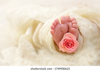 Feet Of A Newborn Baby. Newborn Girl. Fingers Of A Small Child With A Pink Rose Flower. The Tenderness Of A New Life. Copy Space