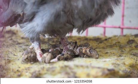 Feet Of Pigeon With Avian Pox In The Cage.