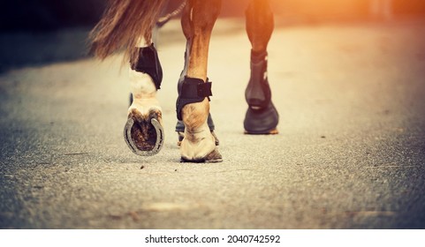 Feet running sports horse. Legs of a sporting savvy horse in knee-caps 