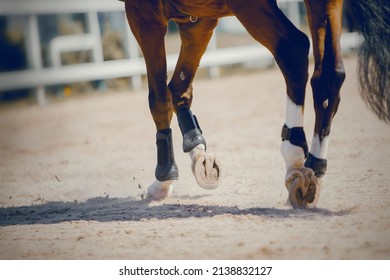Feet running sports red horse. Legs of a sporting savvy horse in knee-caps 