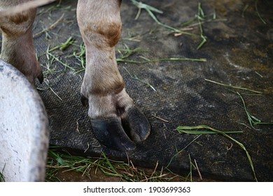 The Feet Of A Small Albino Buffalo With Black Hooves. The Buffalo Is A Mammal And Has A Pair Of Hoofed Feet.