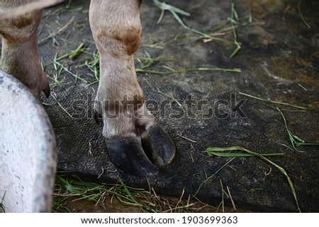 The feet of a small albino buffalo with black hooves. The buffalo is a mammal and has a pair of hoofed feet.