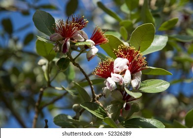 Feijoa Sellowiana Flower