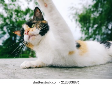 Feisty cat slap from calico feline being angry and funny.