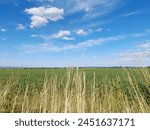 Feld, Landwirtschaft, Landschaft, Himmel, Raps