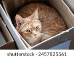 A Felidae, carnivorous cat with fawn fur and whiskers is lounging in a pet supply cardboard box, gazing at the camera near a wooden window with a cute snout