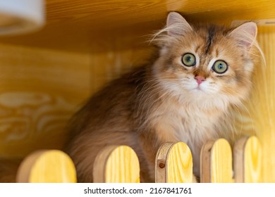 A Felinae British Shorthair Cat In Her House