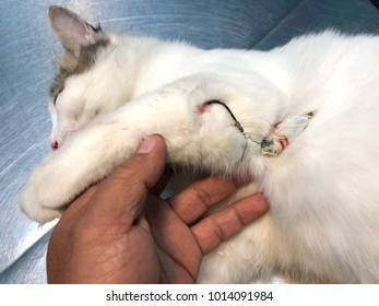 A Feline Cat Had An Injury Caused By Fish Hook At Front Leg. The Cat Is Under Anaesthesia And Under Treatment