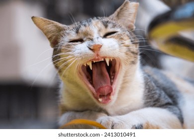 Feline cat yawning and laying on a yellow taxi in Mumbai - Powered by Shutterstock