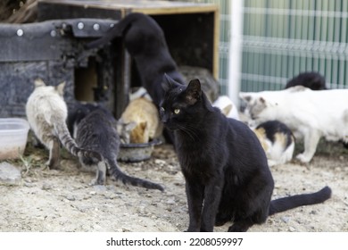 Feline colony in the street, abandoned wild animals, plague - Shutterstock ID 2208059997