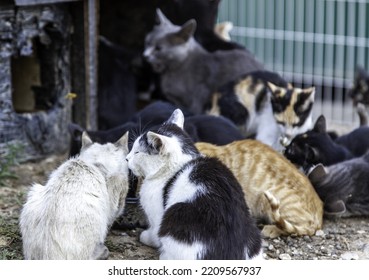 847 Colony Cats Images, Stock Photos & Vectors | Shutterstock