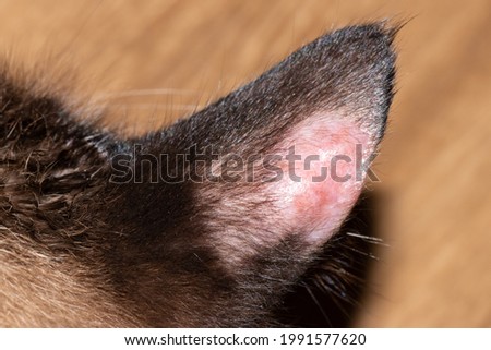 Feline dermatophytosis: a superficial fungal skin disease of cats. Ear of a cat with dermatophytosis.