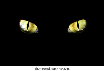 feline eye in the dark