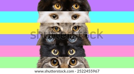 Feline Gaze. Bold collage of cat eyes stacked horizontally against vibrant and contrasting colored backgrounds. Meow. Concept of animals, veterinary and grooming services, canine food. Ad