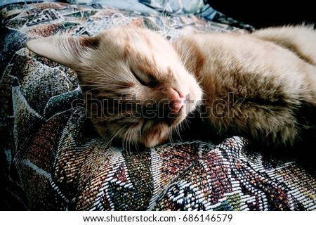 Feline tranquility: a splendid orange tabby rests in blissful slumber on richly patterned upholstery, showcasing luxurious fur with subtle cream and amber coloration. This splendid creature's eyes remain closed while ears tilt slightly, conveying complete contentment and trust within home surroundings. Natural illumination filters gently across scene, casting soft highlights that accentuate plush fur and intricate blanket textures. Earthy tones of green, brown, and burgundy complement feline's hues, creating depth and visual appeal for domestic settings. Intimate composition focuses on serene face and delicate patterns, evoking warmth and snug comfort perfect for animal enthusiasts. Emotional tone radiates relaxation and unwavering companionship, ideal for pet care promotions or lifestyle content celebrating human-animal bonds. Close-up perspective invites viewers into moment of pure calm and pampered repose.