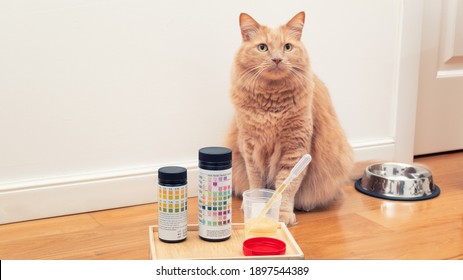 Feline Urinalysis. Vets Urine Reagent Strips For Urinary Tract Health Monitoring. Cat Sitting Near Specimen Cup And Impermeable Pearl Litter For Urine Test. Prevention Of Urinary Infections In Cats. 