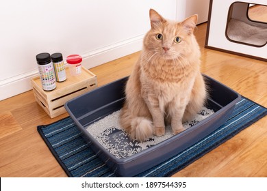 Feline urinalysis. Vets urine reagent strips for urinary tract health monitoring. Cat sitting near specimen cup and impermeable pearl litter for urine test. Prevention of urinary infections in cats. 