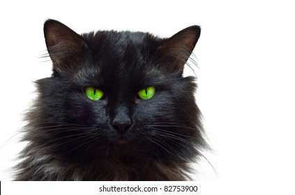 Felinology. Cat breeds. Norwegian Forest Cat (black) - portrait of black cat with green eyes isolated on white background