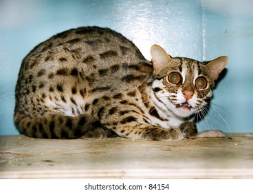 Felis Bengalensis.
