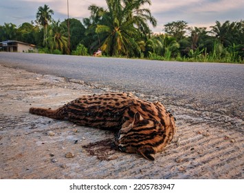 Felis Bengalensis 