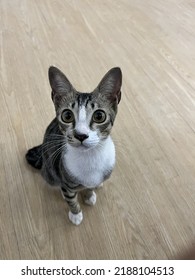 Felis Catus. Domestic Cat With Big Ears.