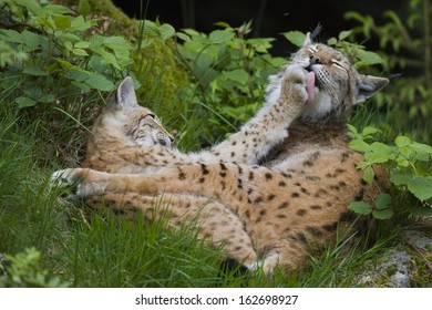 2,020 Eurasian lynx cub Images, Stock Photos & Vectors | Shutterstock