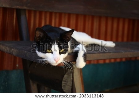 Felix the cat enjoying the sun