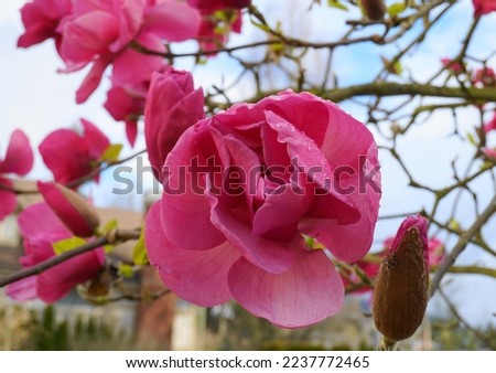 Felix Jury Magnolia flowering tree. Beautiful magnolia giant flowers against house and blue sky background close up.