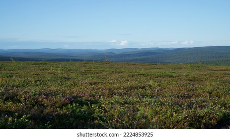 Fell Landscapes Of Finnish Lapland In Summer                           