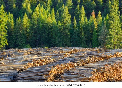 Felled cut wood timber logs in a pile at a sawmill in Midway, British Columbia, Canada. The lumber logging industry is a very important business for the economy of British Columbia.