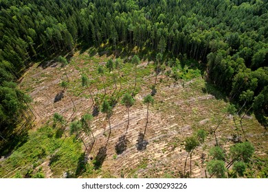 Felled Forest, Aerial View. Destruction Of Forests And Felling Of Trees. Forests Illegal Disappearing. Environmetal And Ecological Issues. Forestry Concept. Aerial Perspective Of Green Pine And Spruce